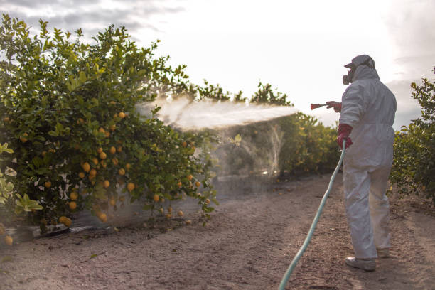 Flea Control Services in San Bernardino, CA
